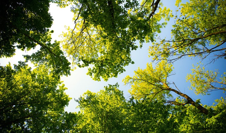 Daylight Forest Nature Park 589802